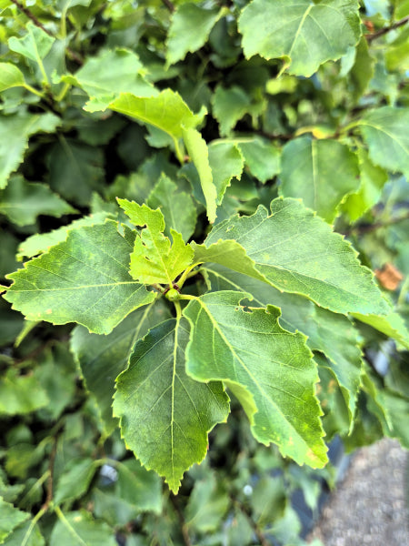 Betula pendula Globe Standards