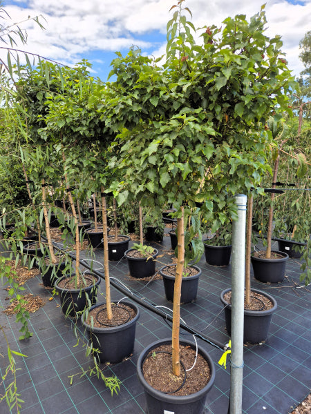 Betula pendula Globe Standards