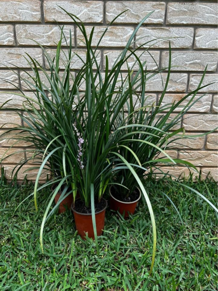 Liriope muscari Evergreen Giant