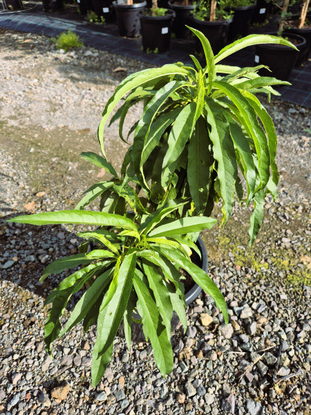 Peach Trixzie Pixzee Prunus persica