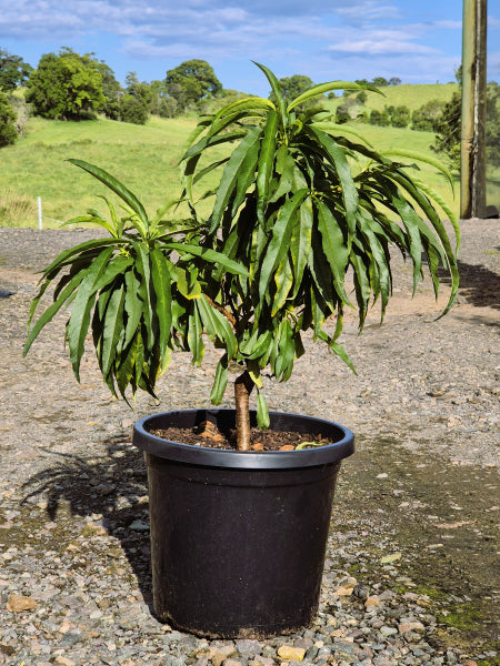 Peach Trixzie Pixzee Prunus persica