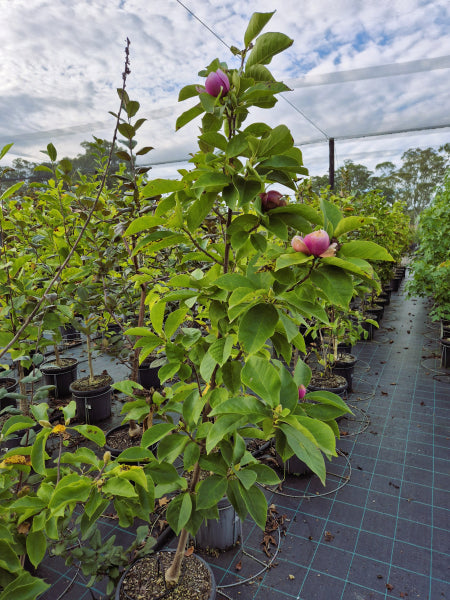 Magnolia Cleopatra