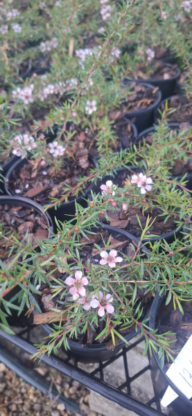Leptospermum Pink Cascade