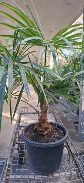 Livistona australis