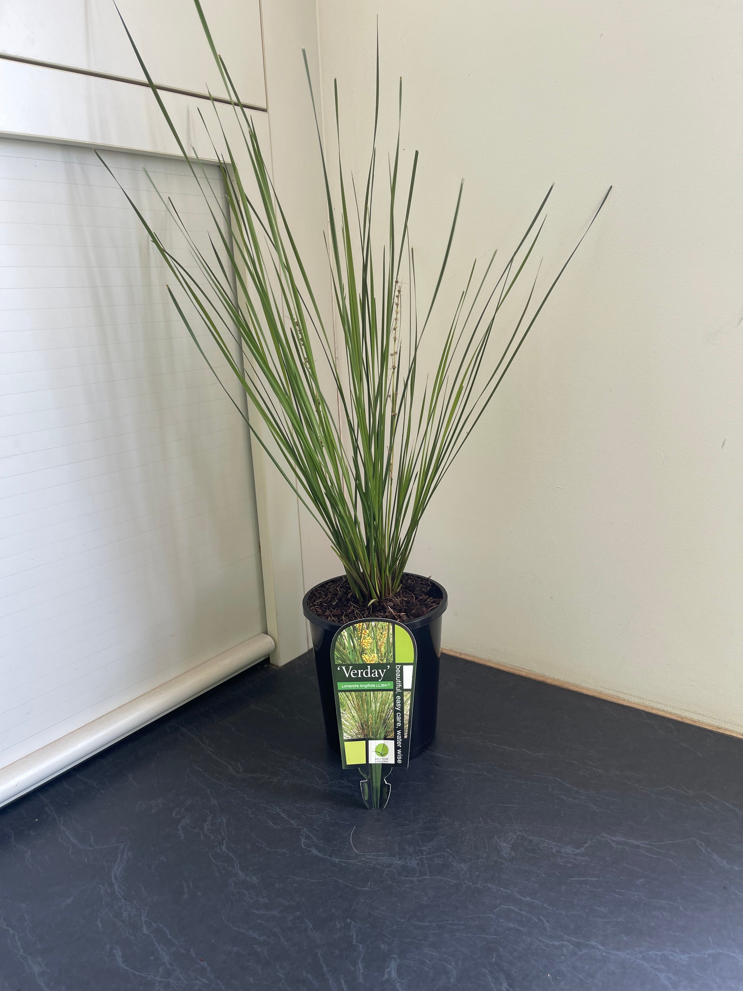 Lomandra longifolia Verday