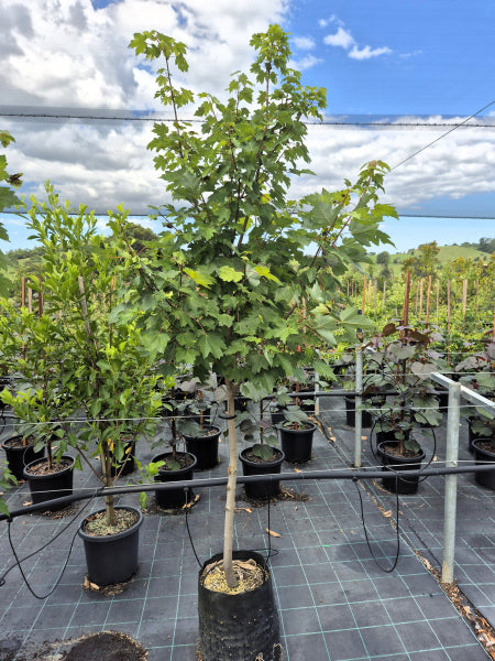 Acer rubrum October Glory