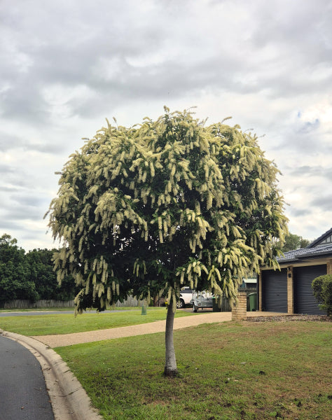Buckinghamia celsissima