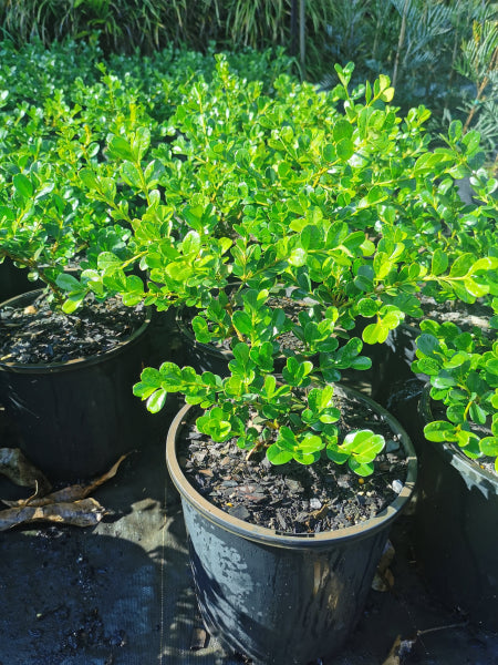 Buxus microphylla japonica Japanese Box