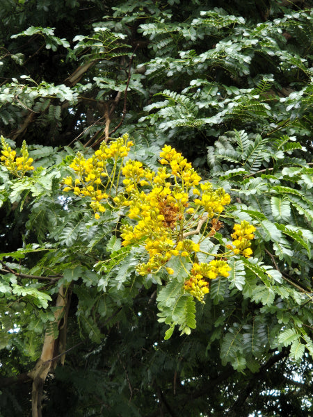 Caesalpinia ferrea