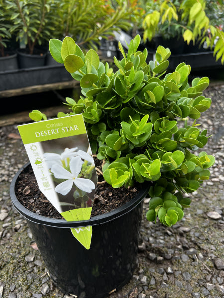 Carissa macrocarpa Desert Star