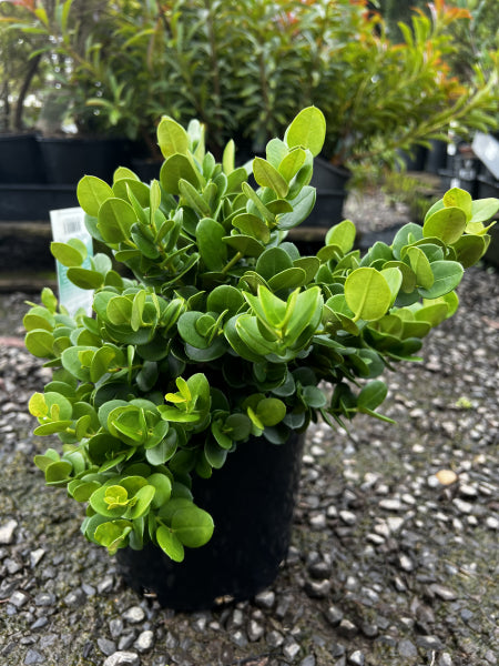 Carissa macrocarpa Desert Star