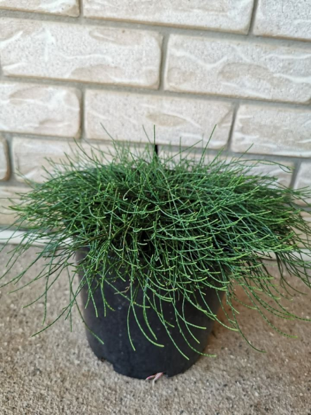 cousin it plant in pot Casuarina glauca Cousin It