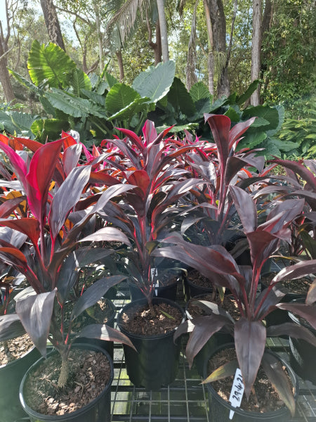 Cordyline Firestorm