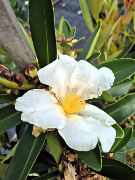 Gordonia axillaris