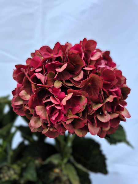 Hydrangea Magical Ruby