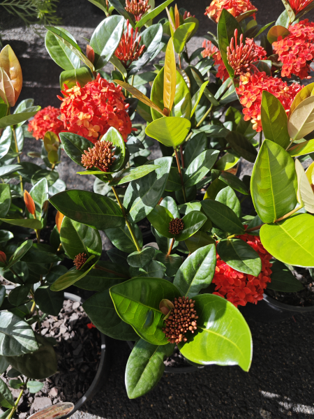 Ixora Coral Fire