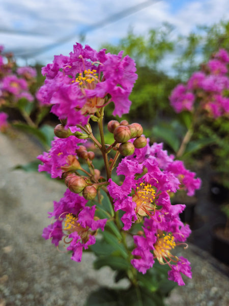 Lagerstroemia Zuni Crepe Myrtle