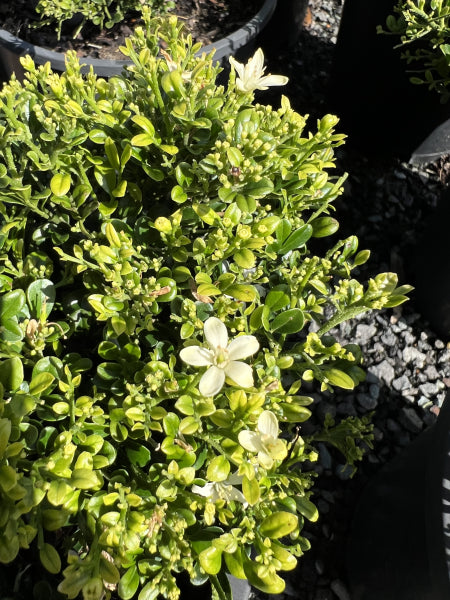 Murraya paniculata Min-a-Min