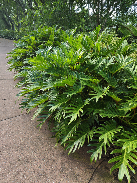 philodendron xanadu spacing Philodendron Xanadu