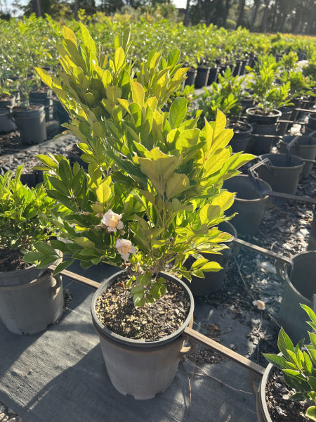 Radermachera Summerscent