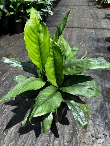blue moon peace lily care Spathiphyllum Blue Moon