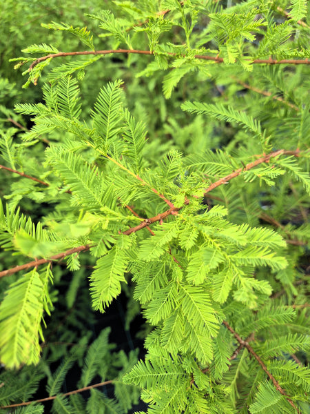 Taxodium distichum Bald / Swamp Cypress