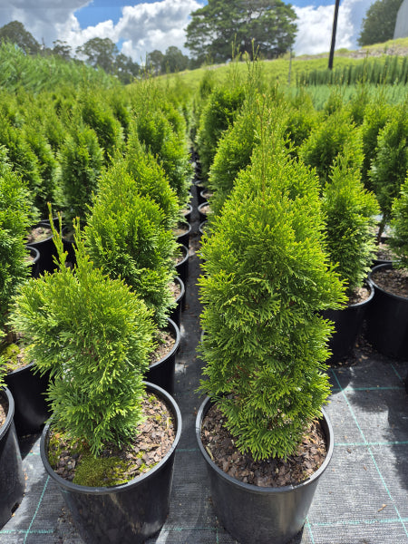 Thuja occidentalis Smaragd