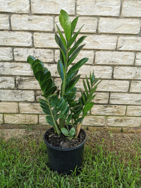 Zamioculcas zamiifolia Zanzibar gem