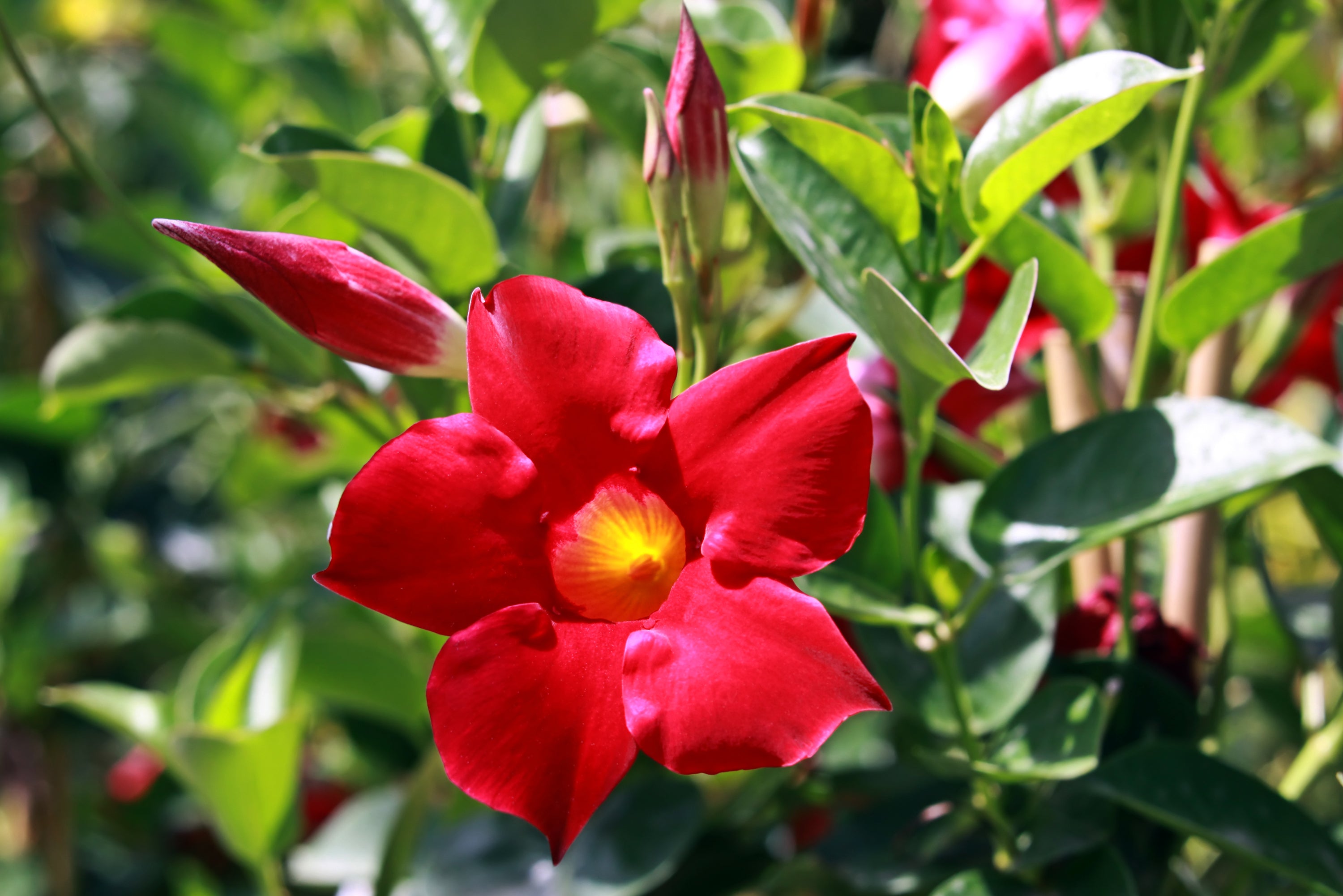 Mandevilla Aloha Forever Red