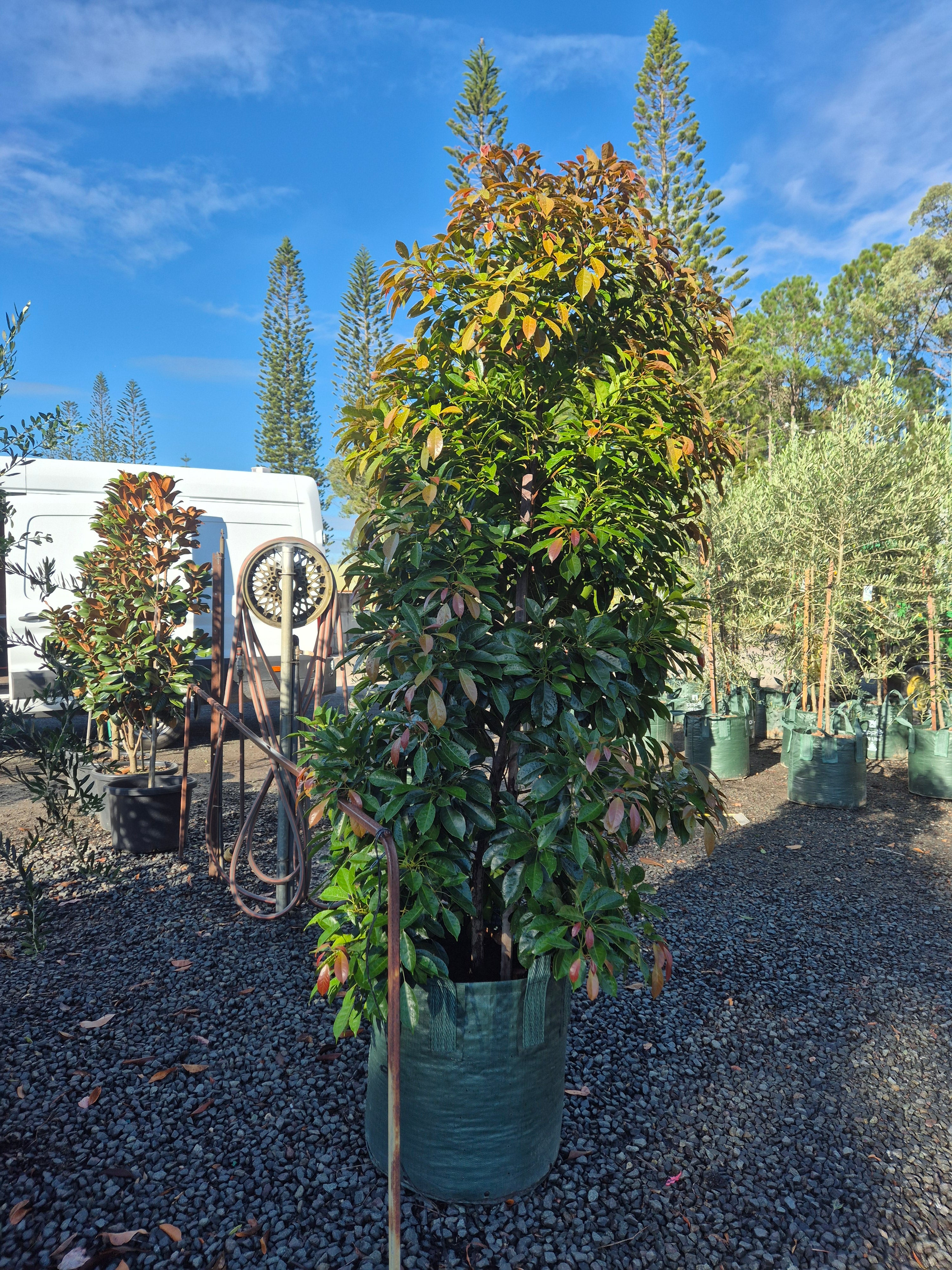 Elaeocarpus eumundi
