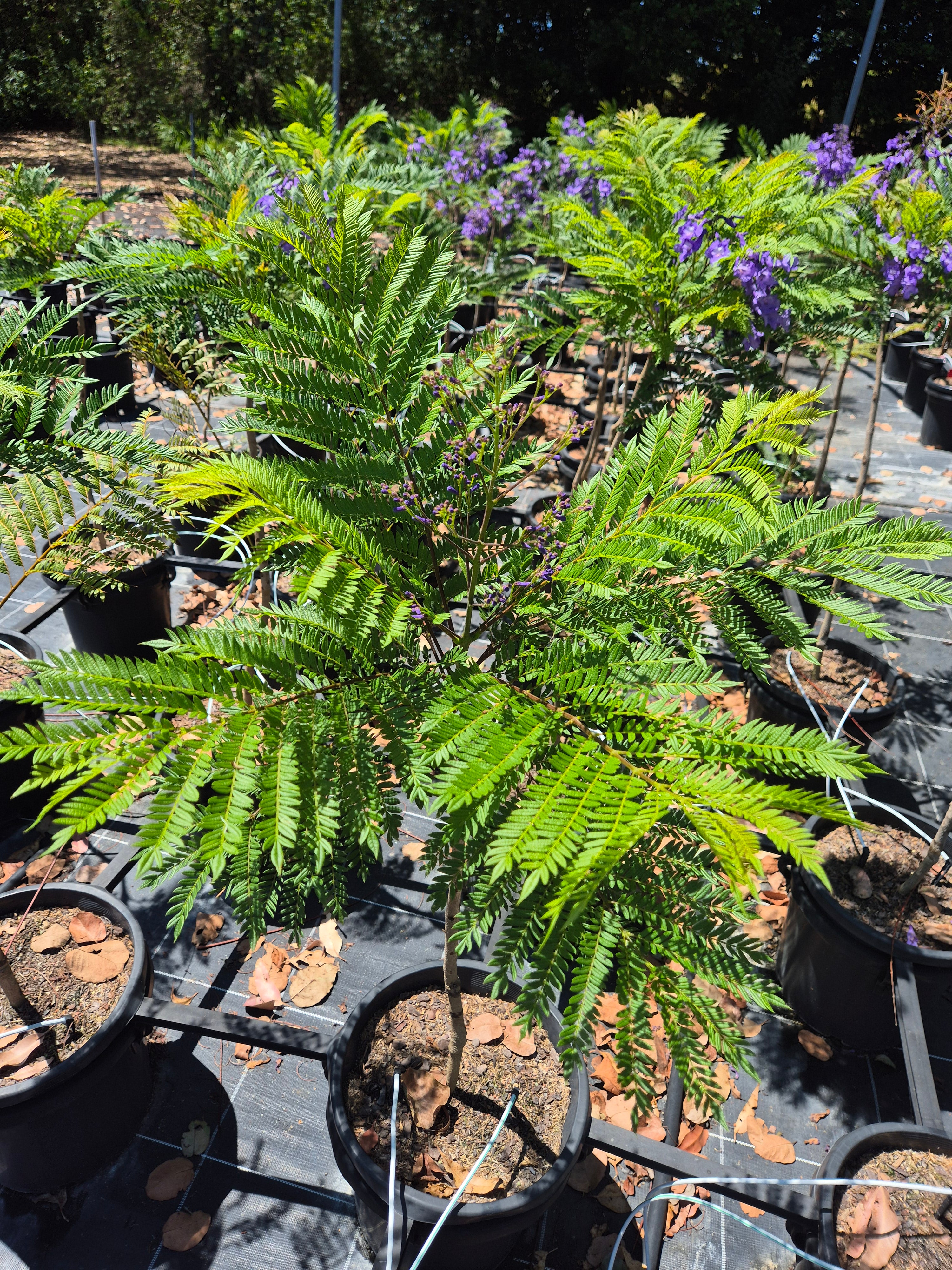 bonsai blue jacaranda tree for sale Jacaranda mimosifolia Bonsai Blue