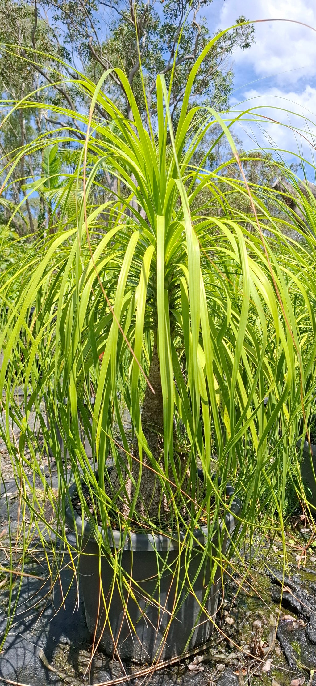 Beaucarnea recurvata Ponytail