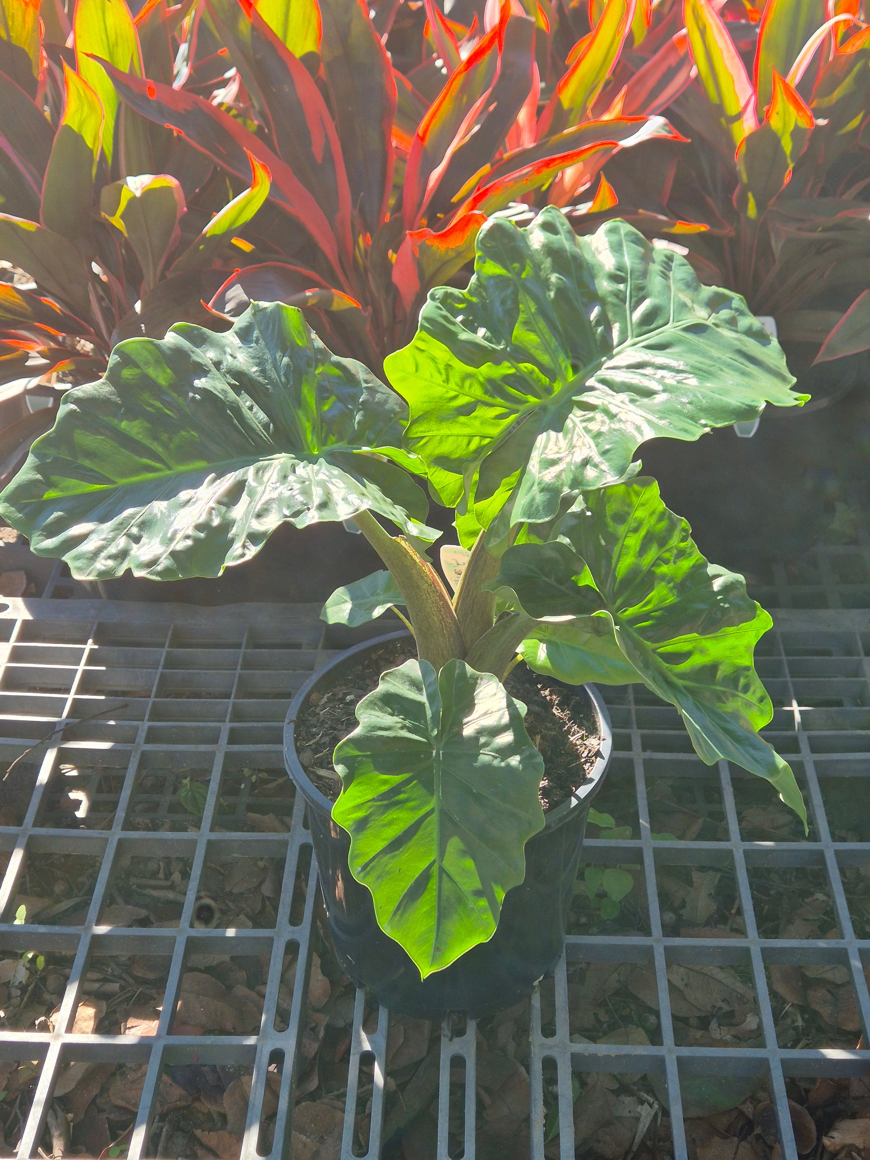 Alocasia Low Rider