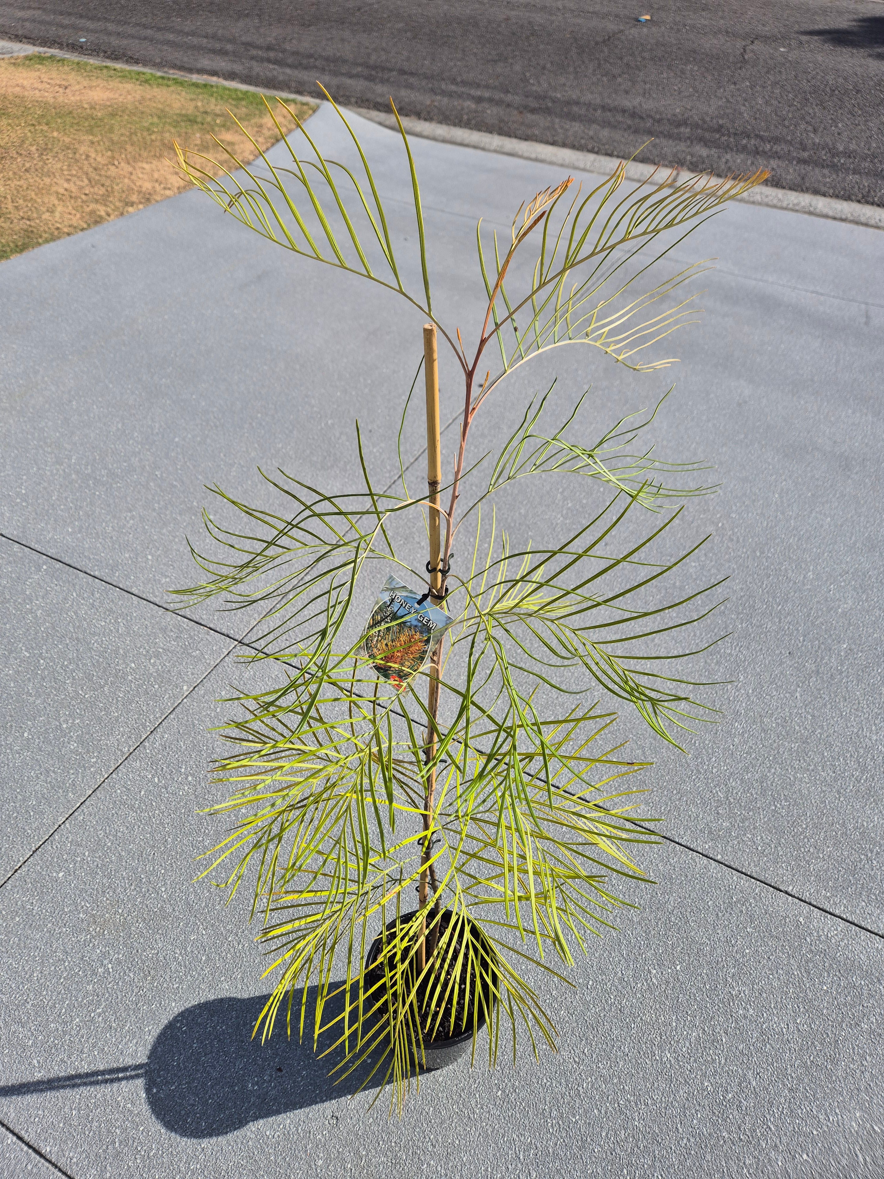 Grevillea Honey Gem