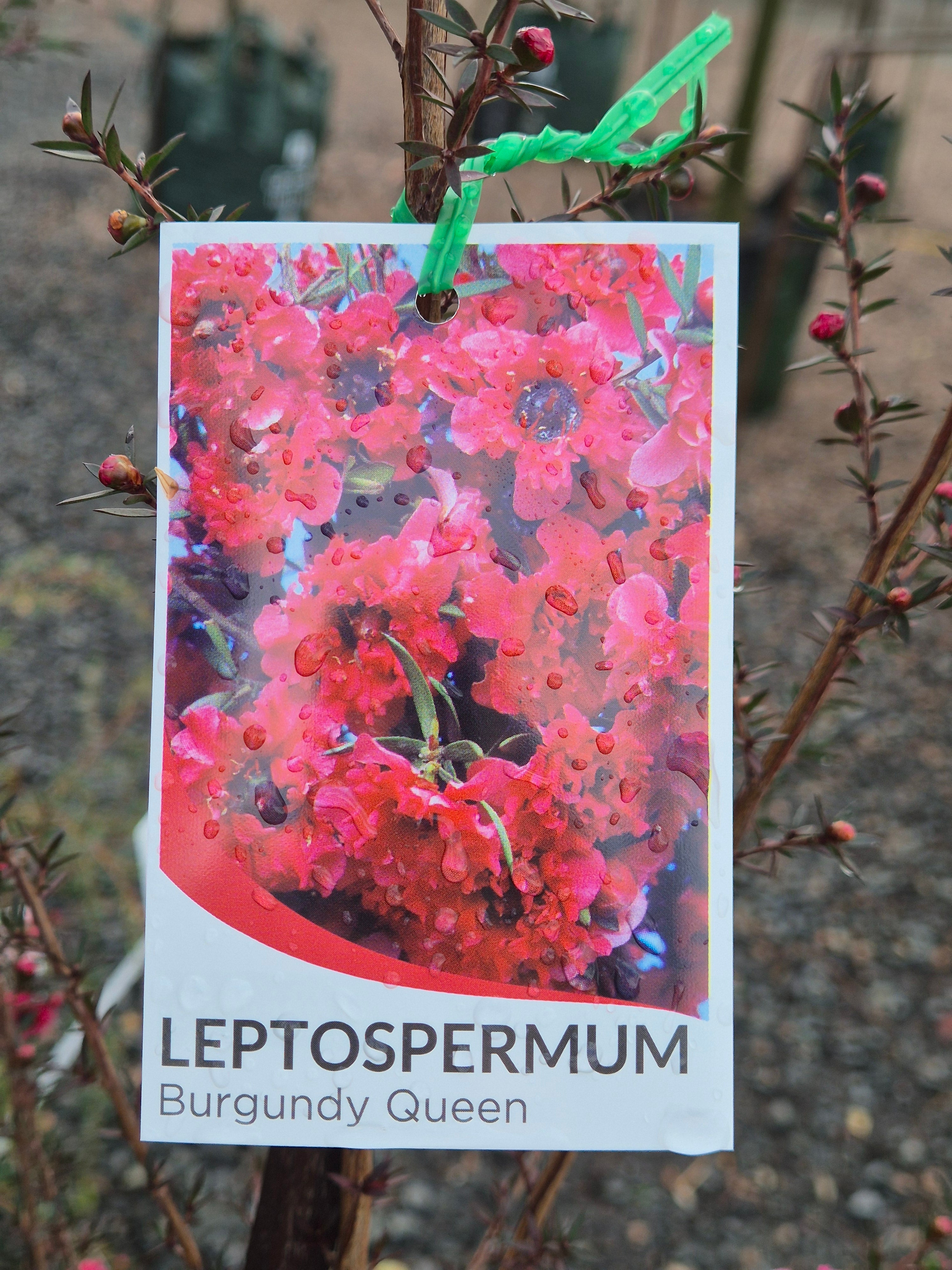 Leptospermum scoparium Burgundy Queen