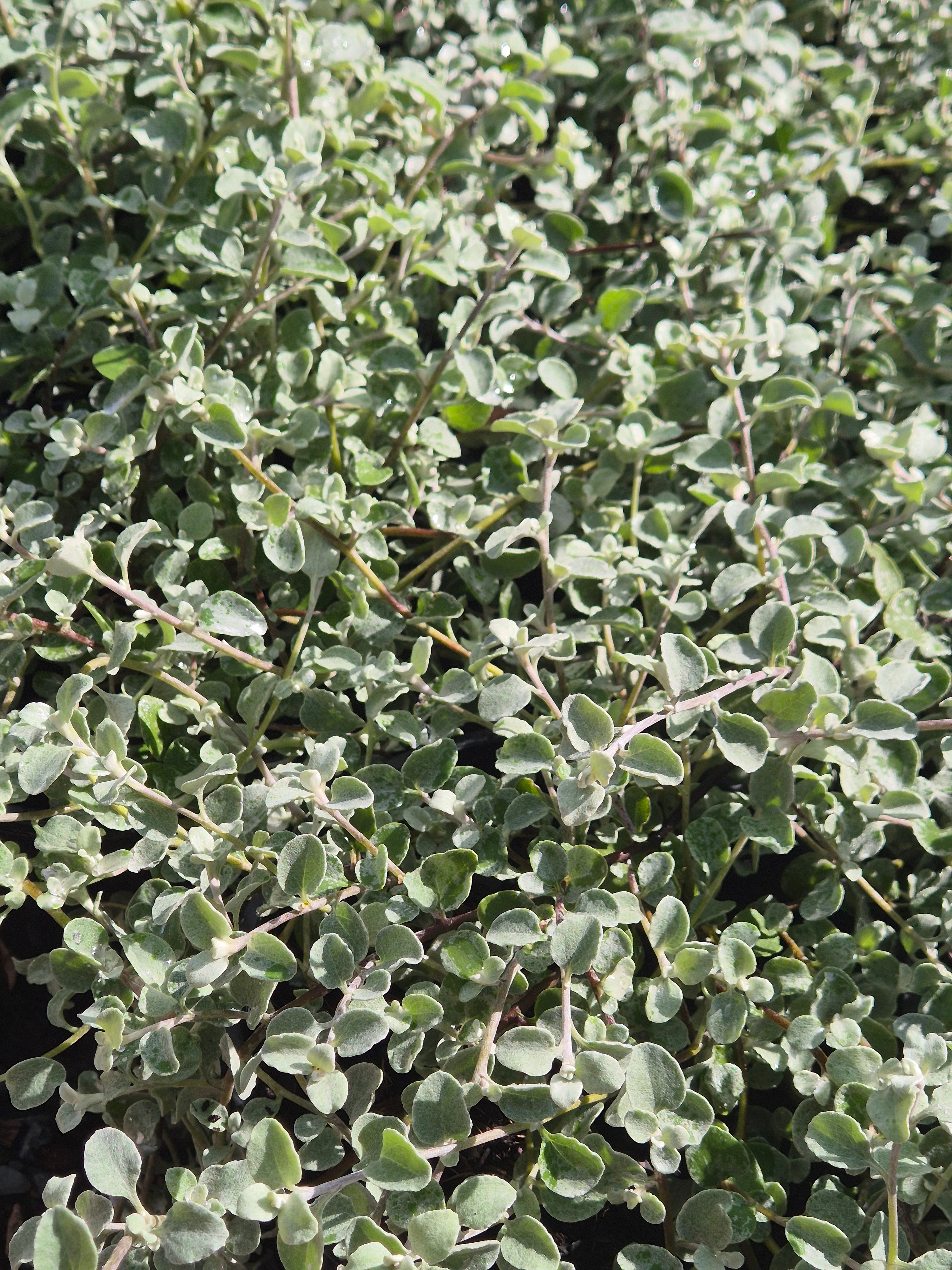 Helichrysum petiolare Licorice Plant