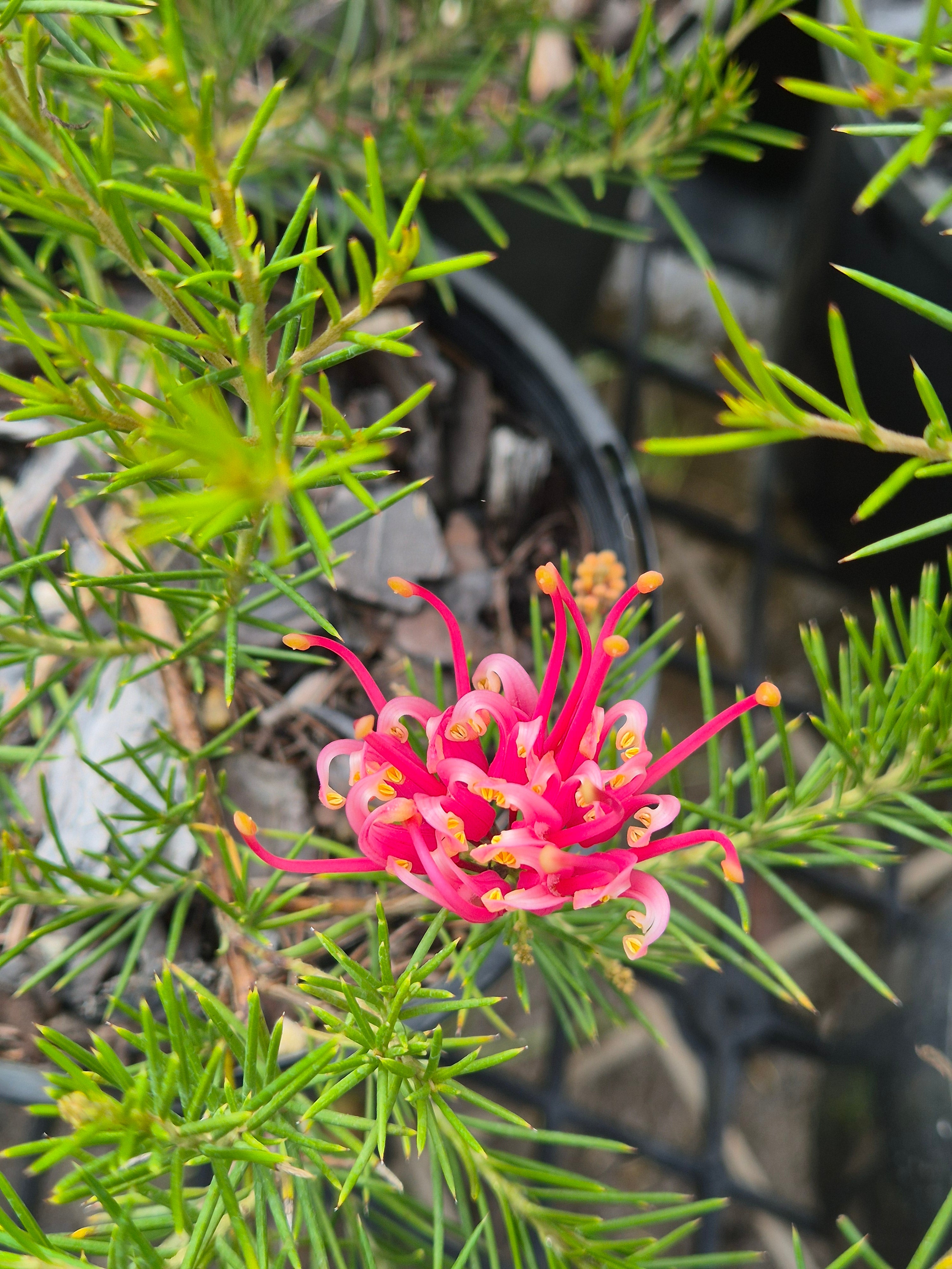 Grevillea Scarlet Sprite