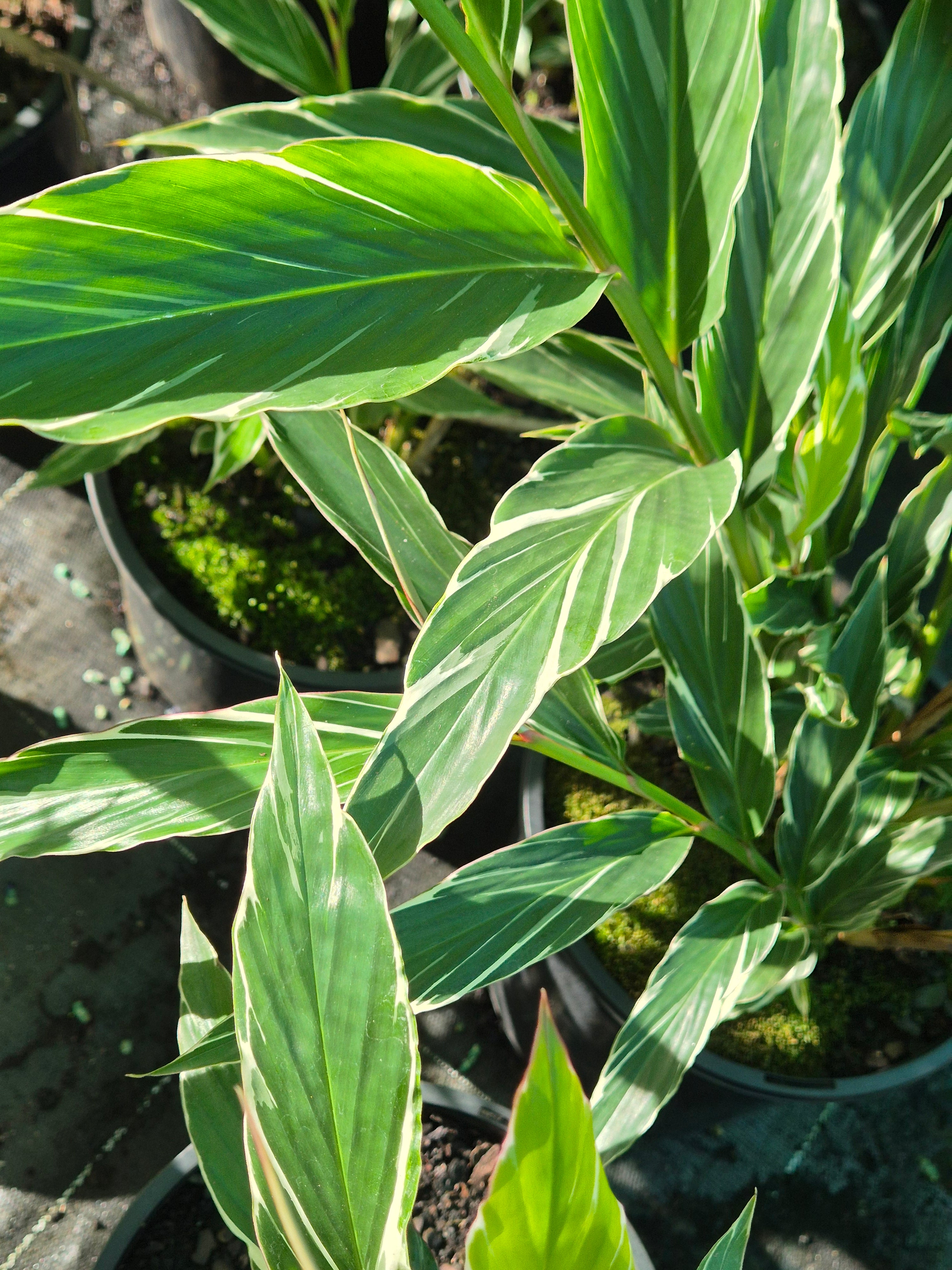 Alpinia oceanica vittata