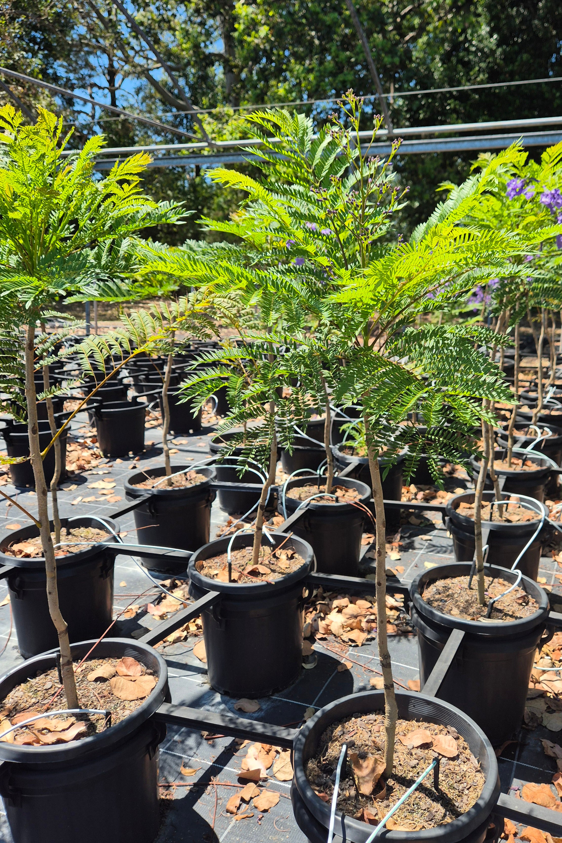 Jacaranda mimosifolia Bonsai Blue