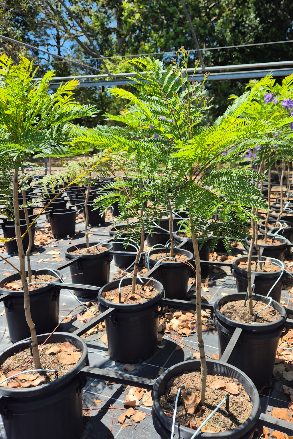 Jacaranda mimosifolia Bonsai Blue