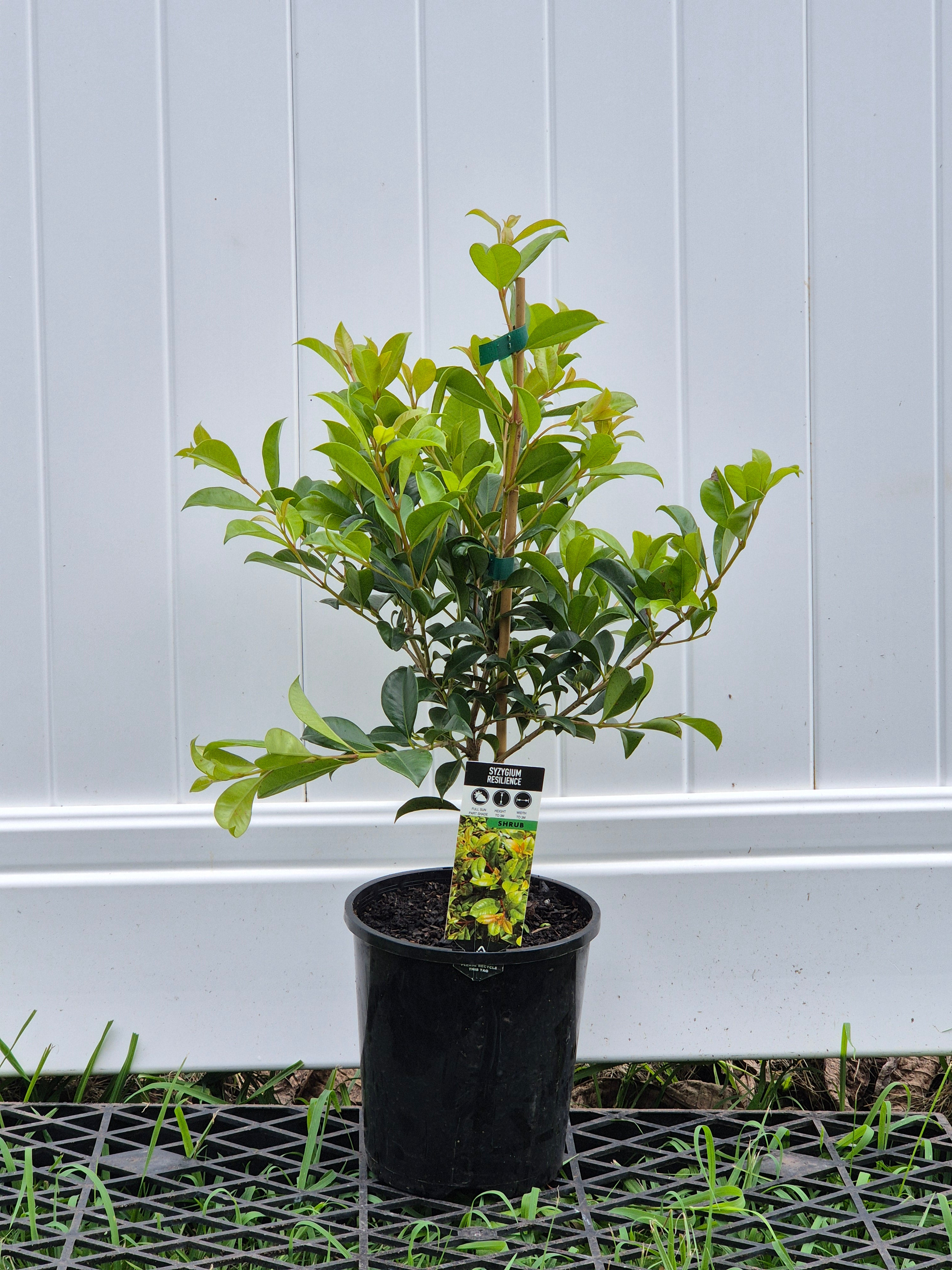 Lilly Pilly 'Resilience' (Syzygium australe)