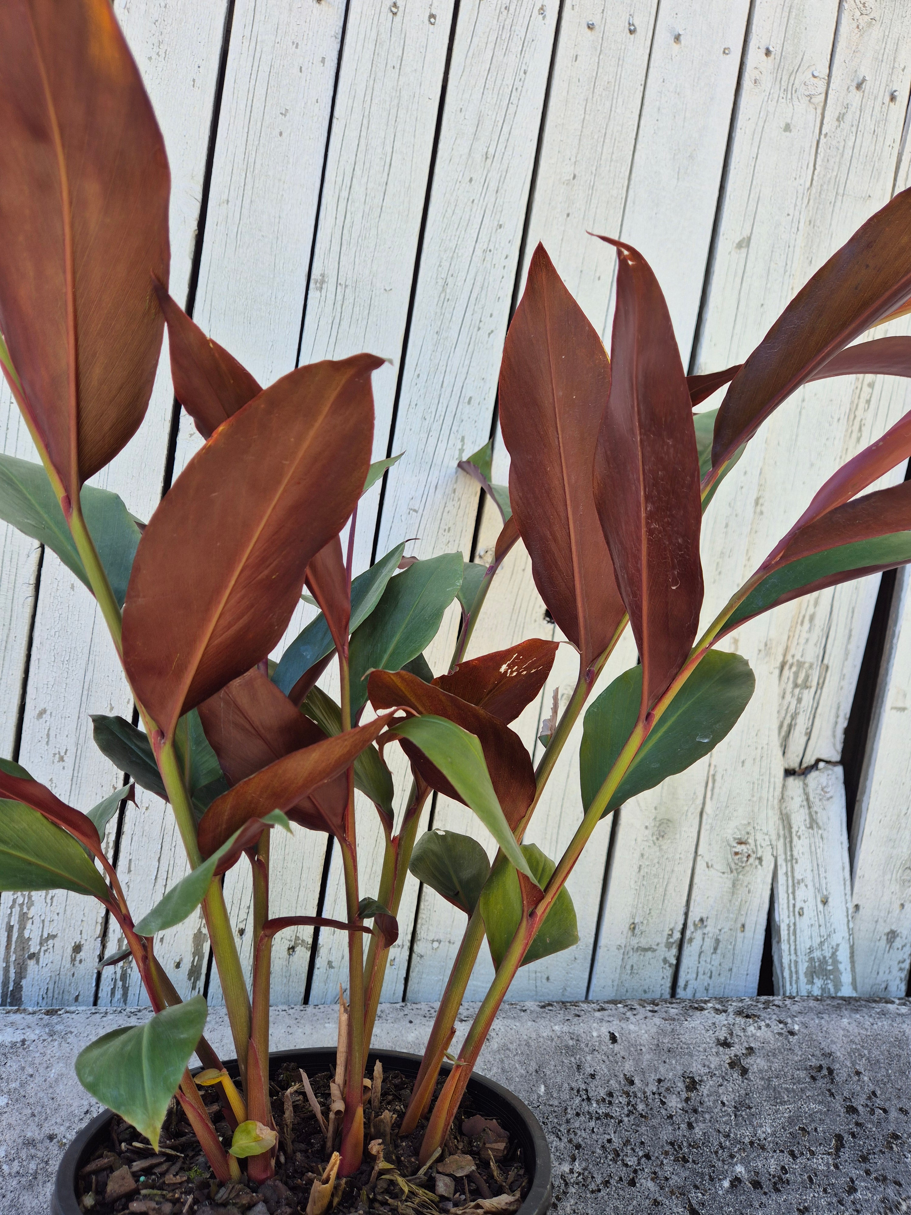 Alpinia caerulea Red Back