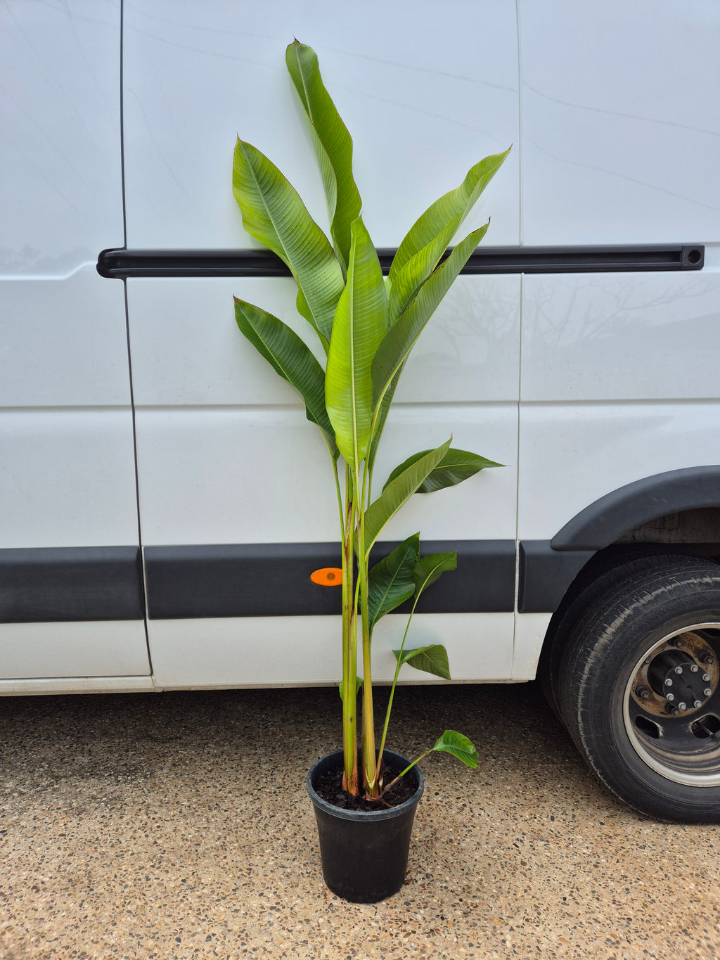 Heliconia - Hot Rio Nights