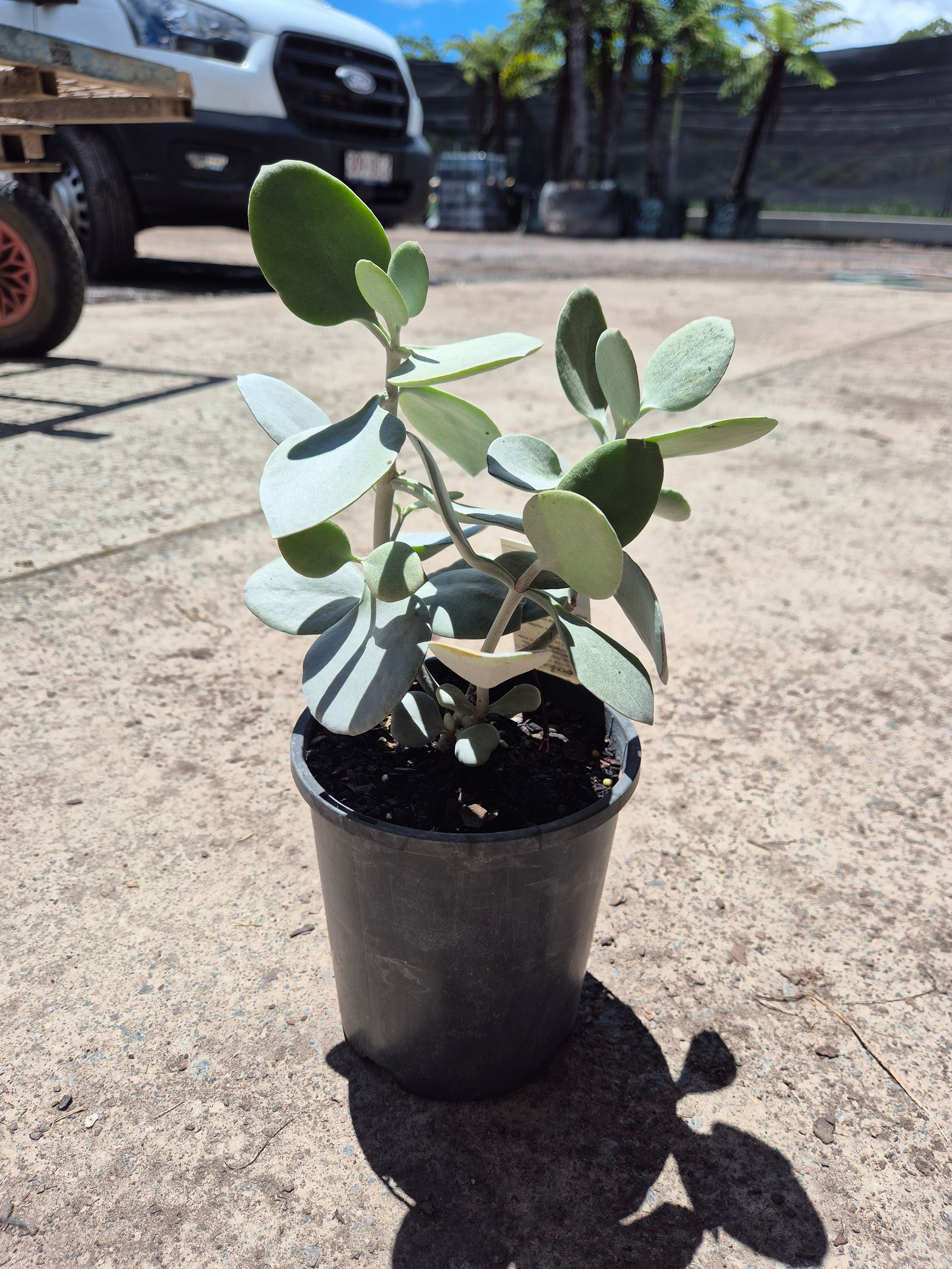 Kalanchoe Silver Spoons