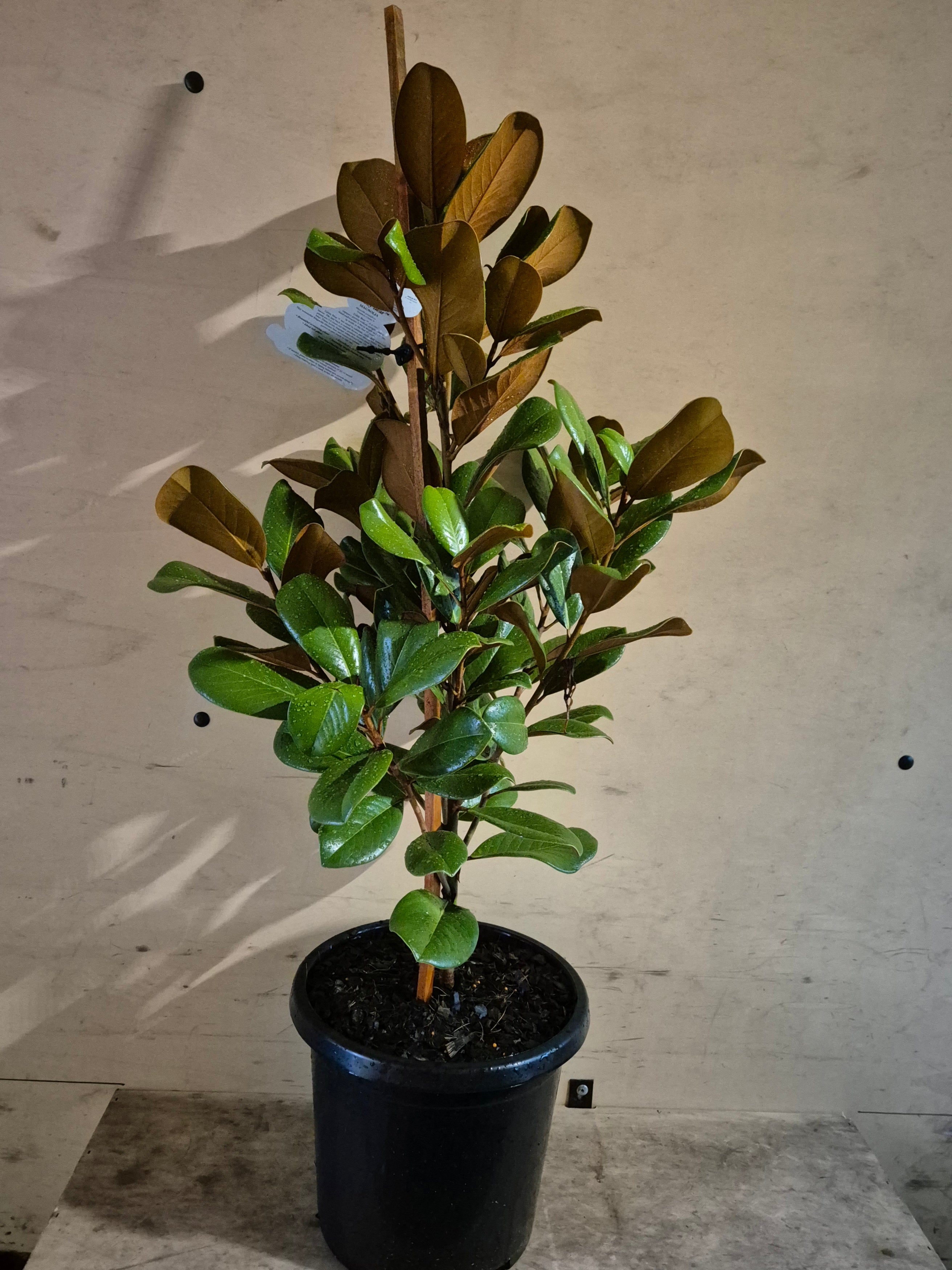 Magnolia grandiflora Teddy Bear