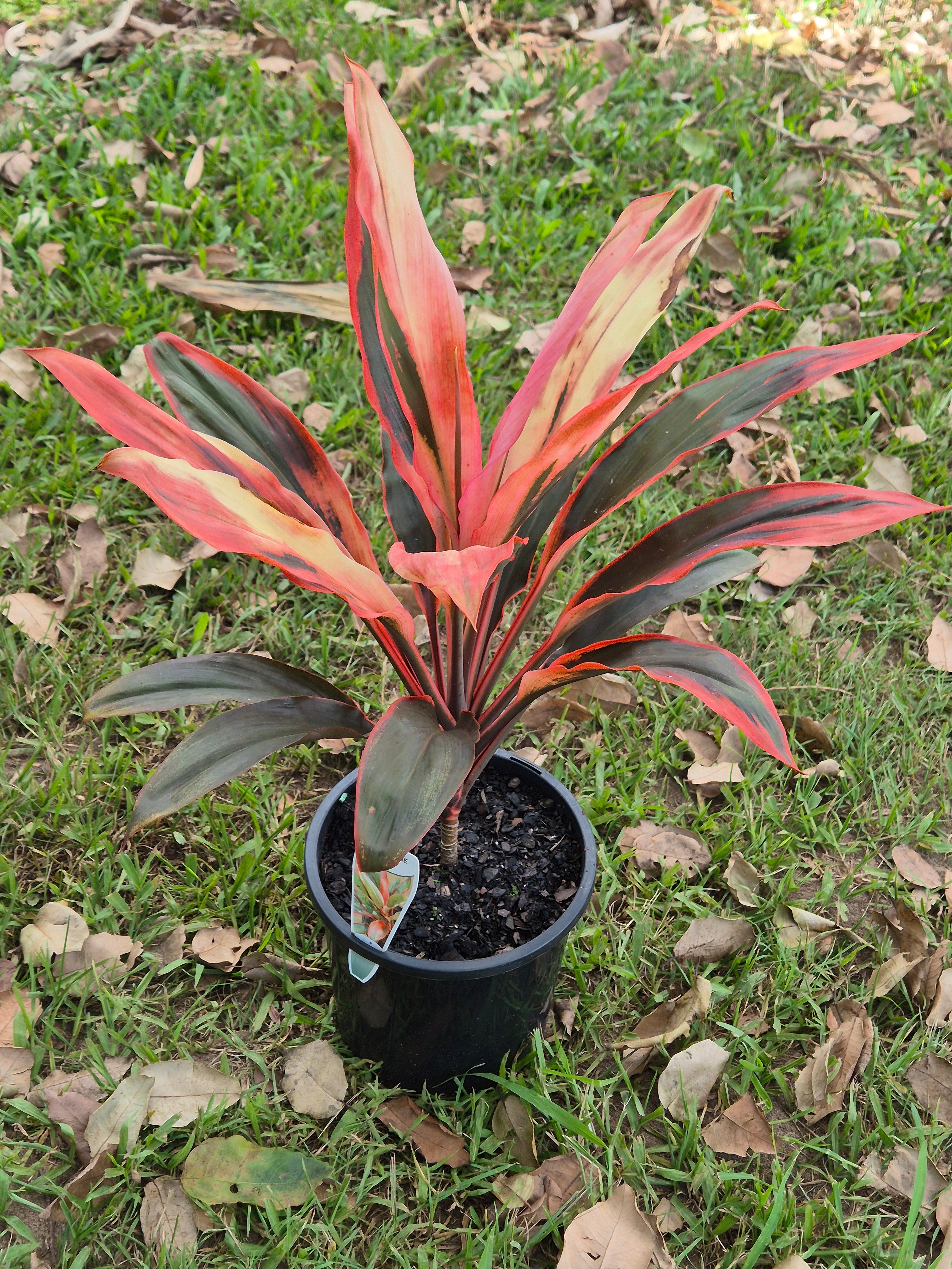 Cordyline fruticosa Tangelo