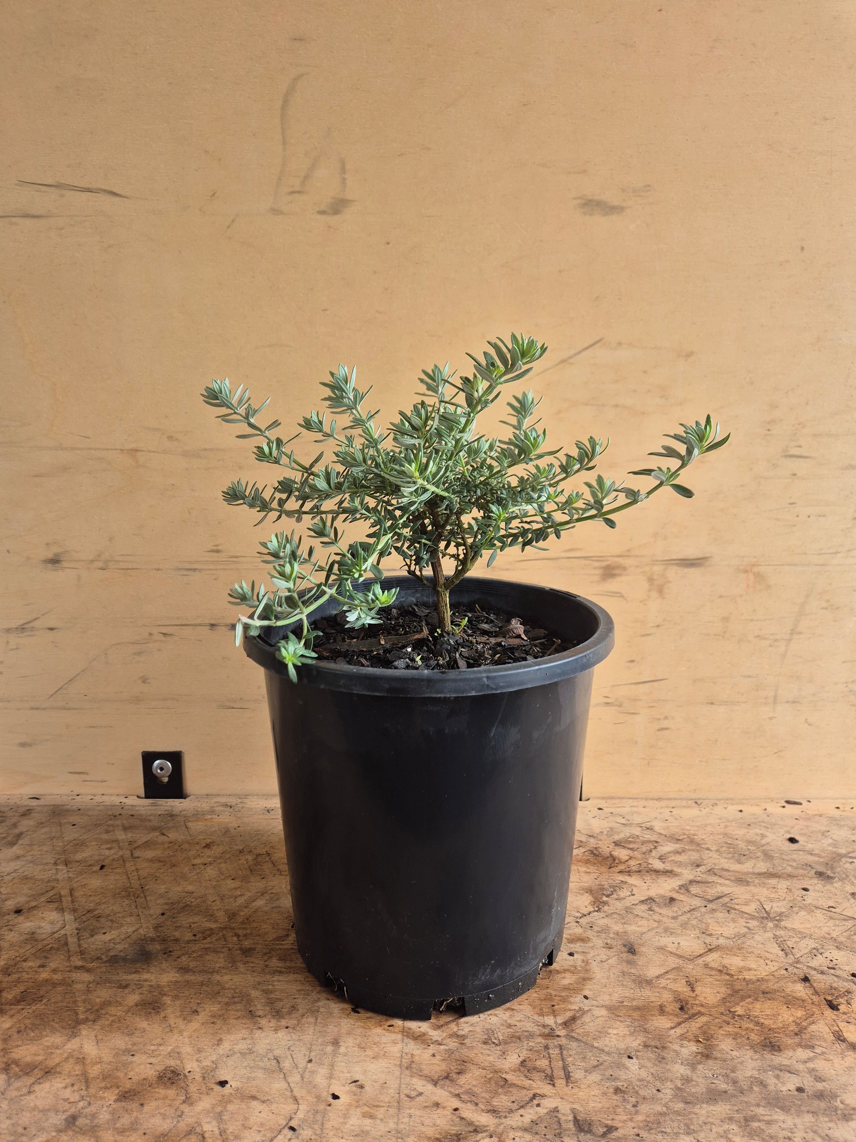 Westringia fruticosa Zena