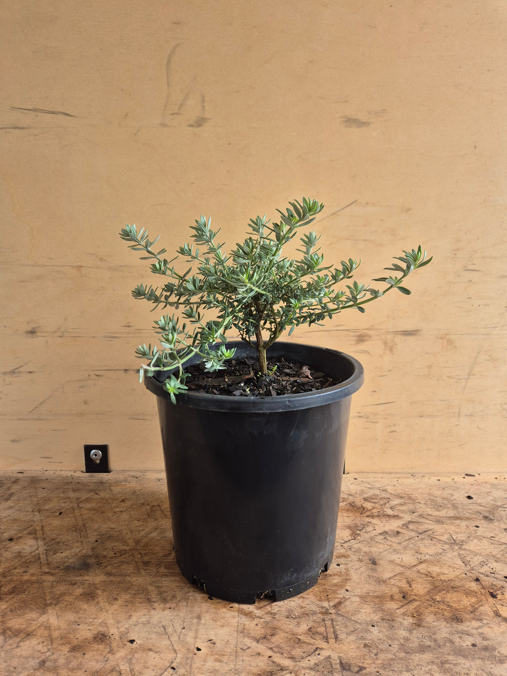 Westringia fruticosa Zena