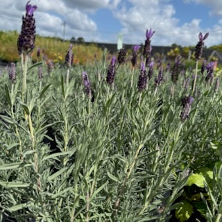 Lavender - Avonview Lavandula stoechas