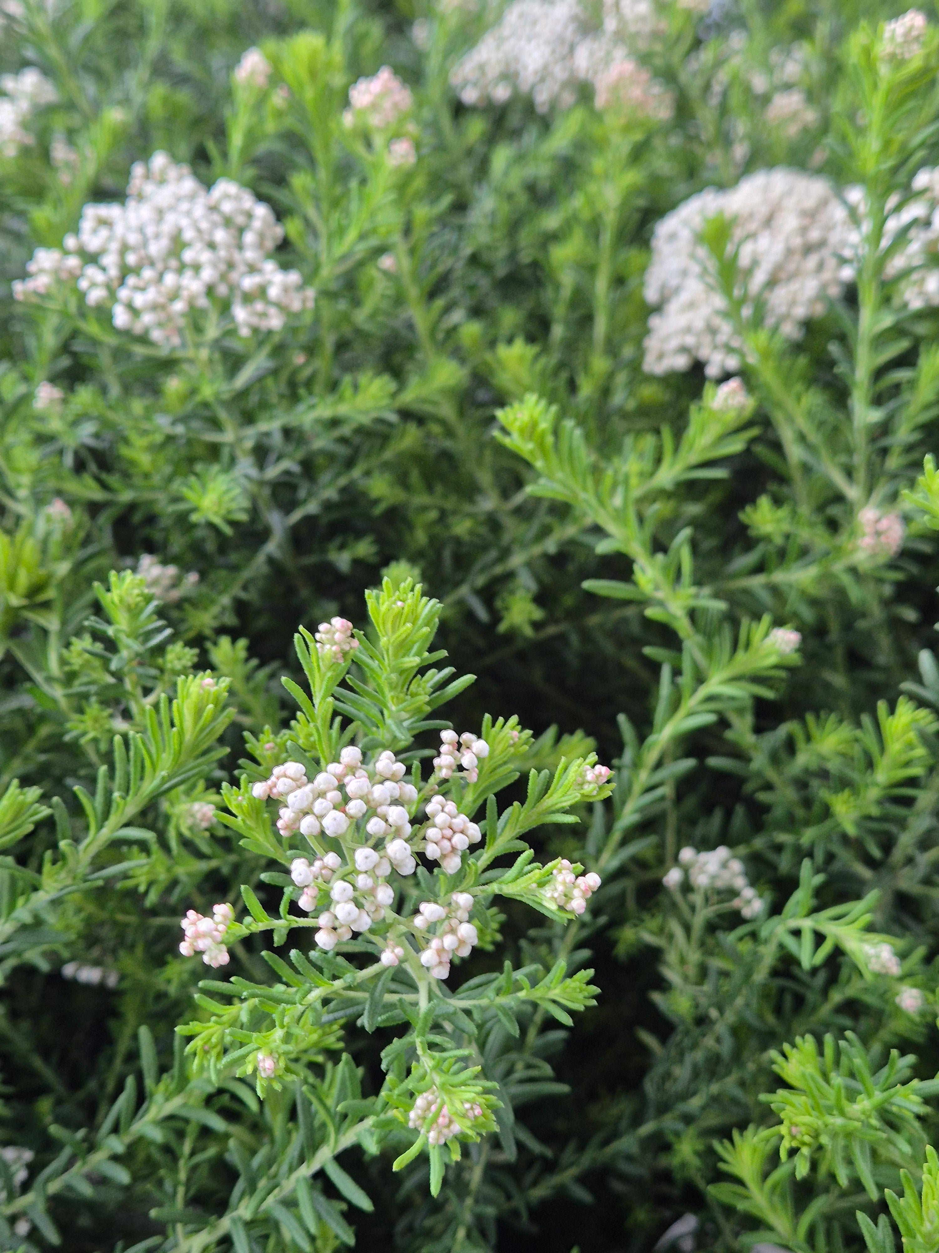 Ozothamnus diosmifolius